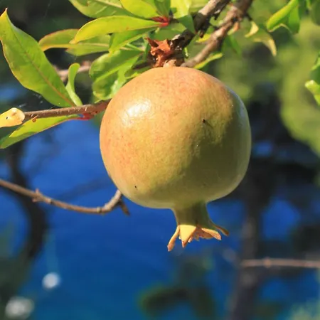 By The Sea Ubli, Lastovo - 8344 Apartamento