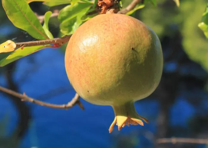 By The Sea Ubli, Lastovo - 8344 Appartement